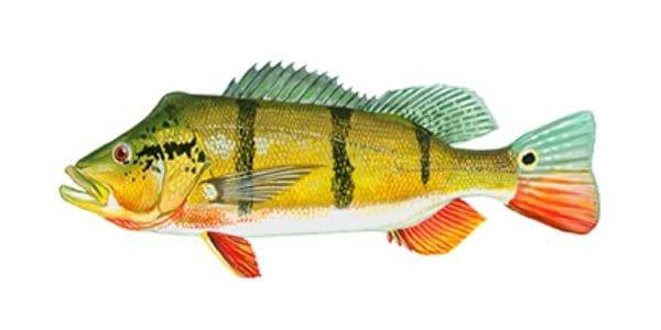 Speckled peacock bass