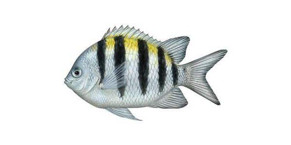 Sergeant Major Fishing Near City Layton