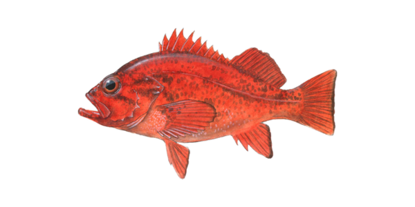 Vermilion rockfish fishing near city Ramona