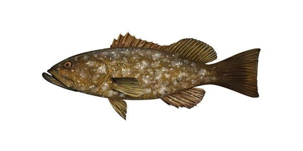 Gulf grouper