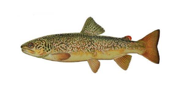 Marble trout