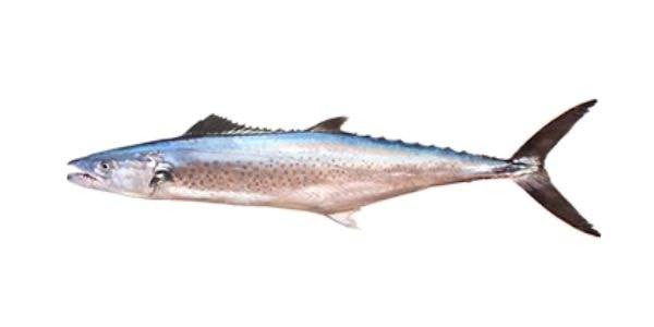 Pacific sierra mackerel