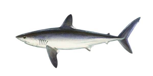 Porbeagle shark
