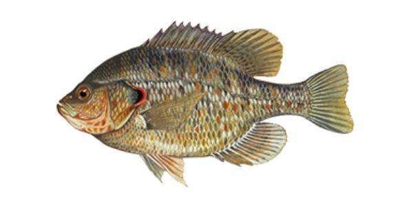 Redear sunfish
