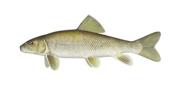 River suckerfish