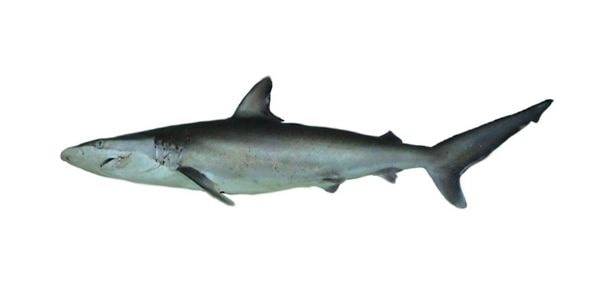 Spinner shark