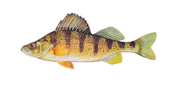 Yellow perch