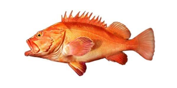 Yelloweye rockfish