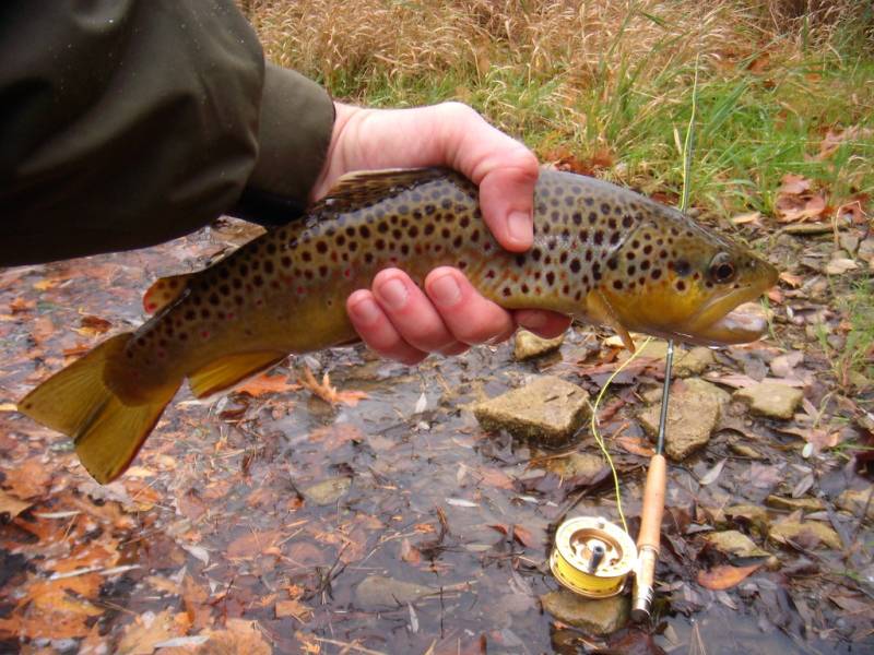 Brown trout in Minnesota