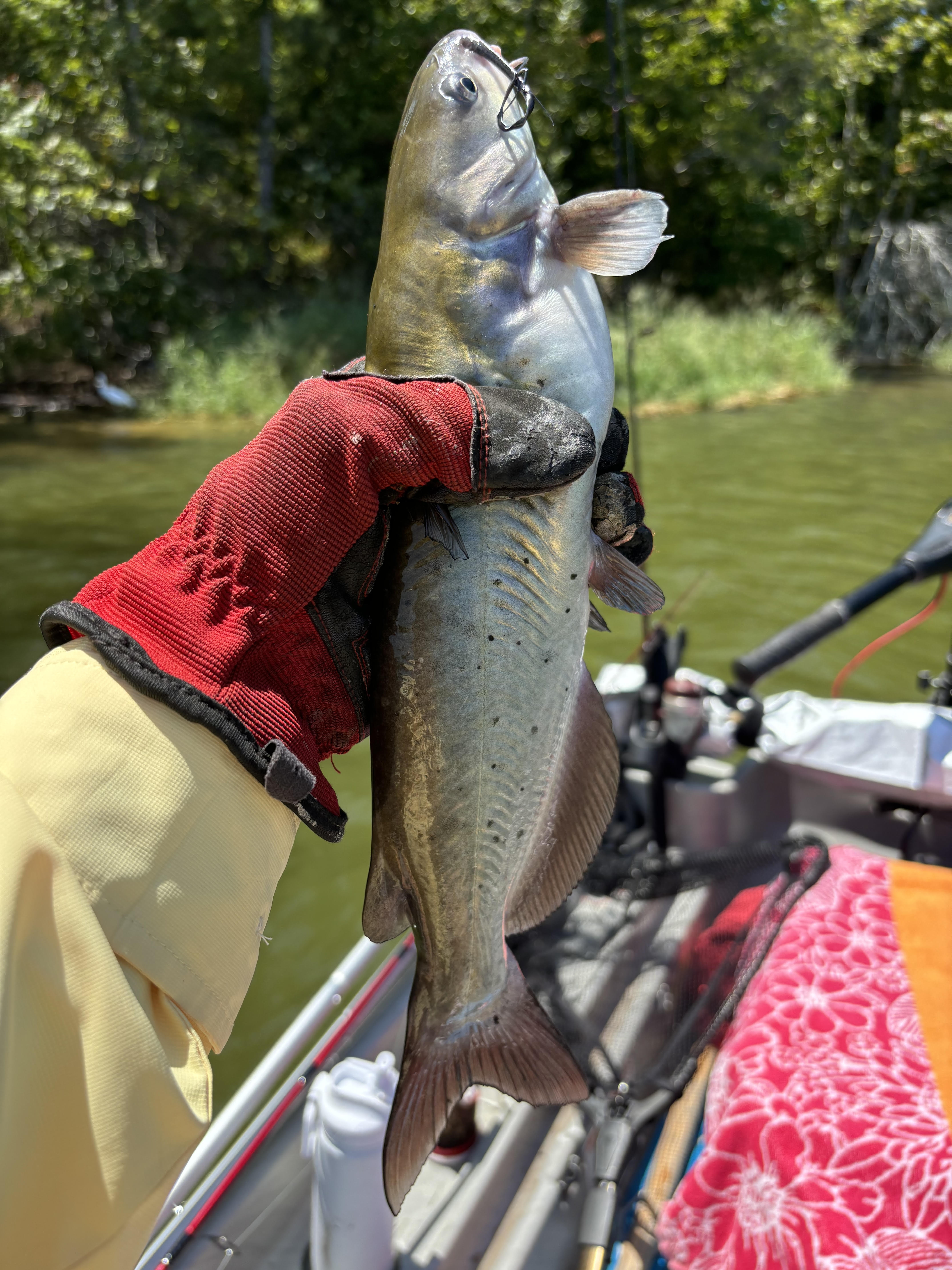 Channel catfish in Repton