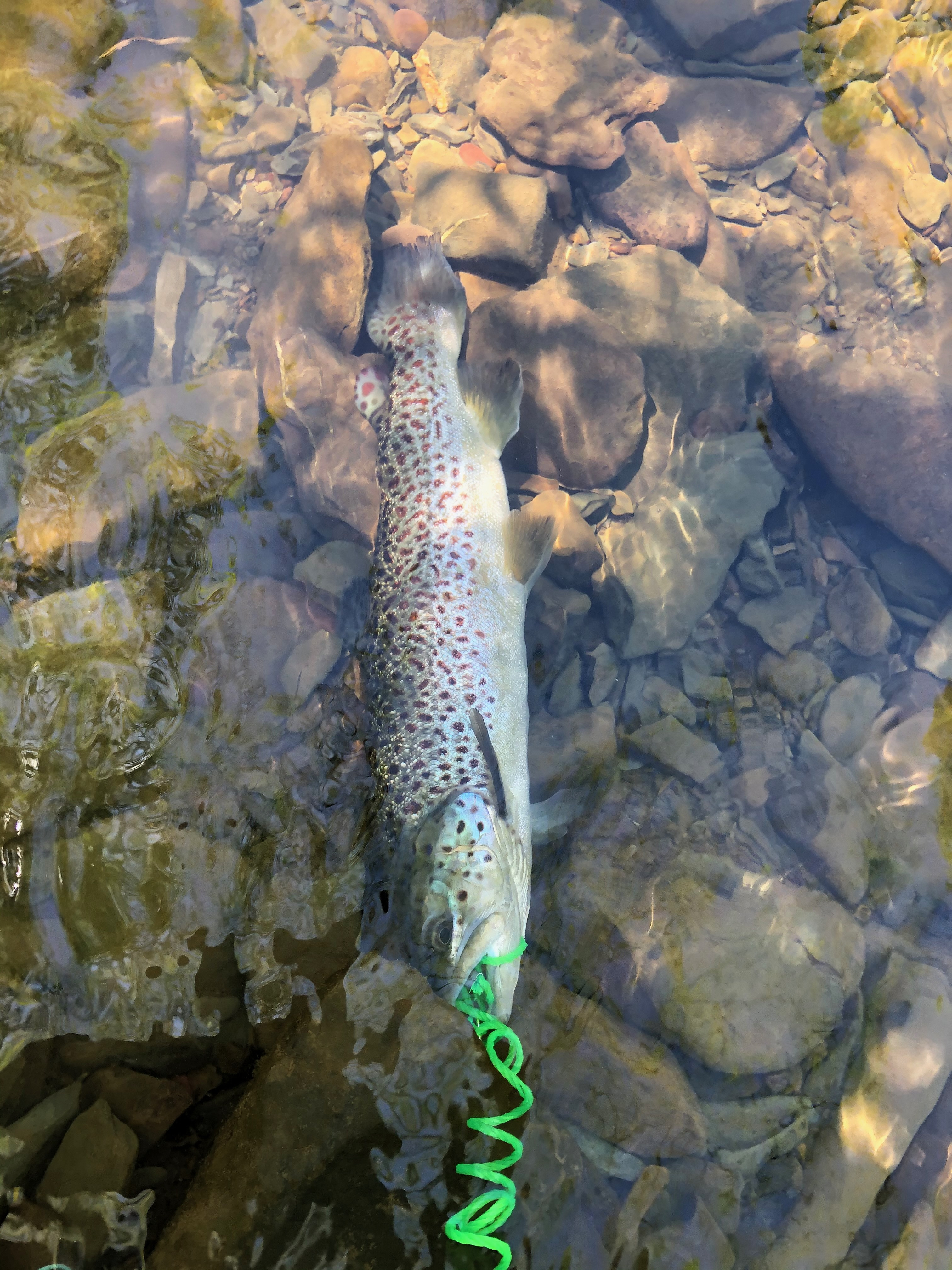 Marble trout in Maryland