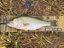 Largemouth bass in Savage