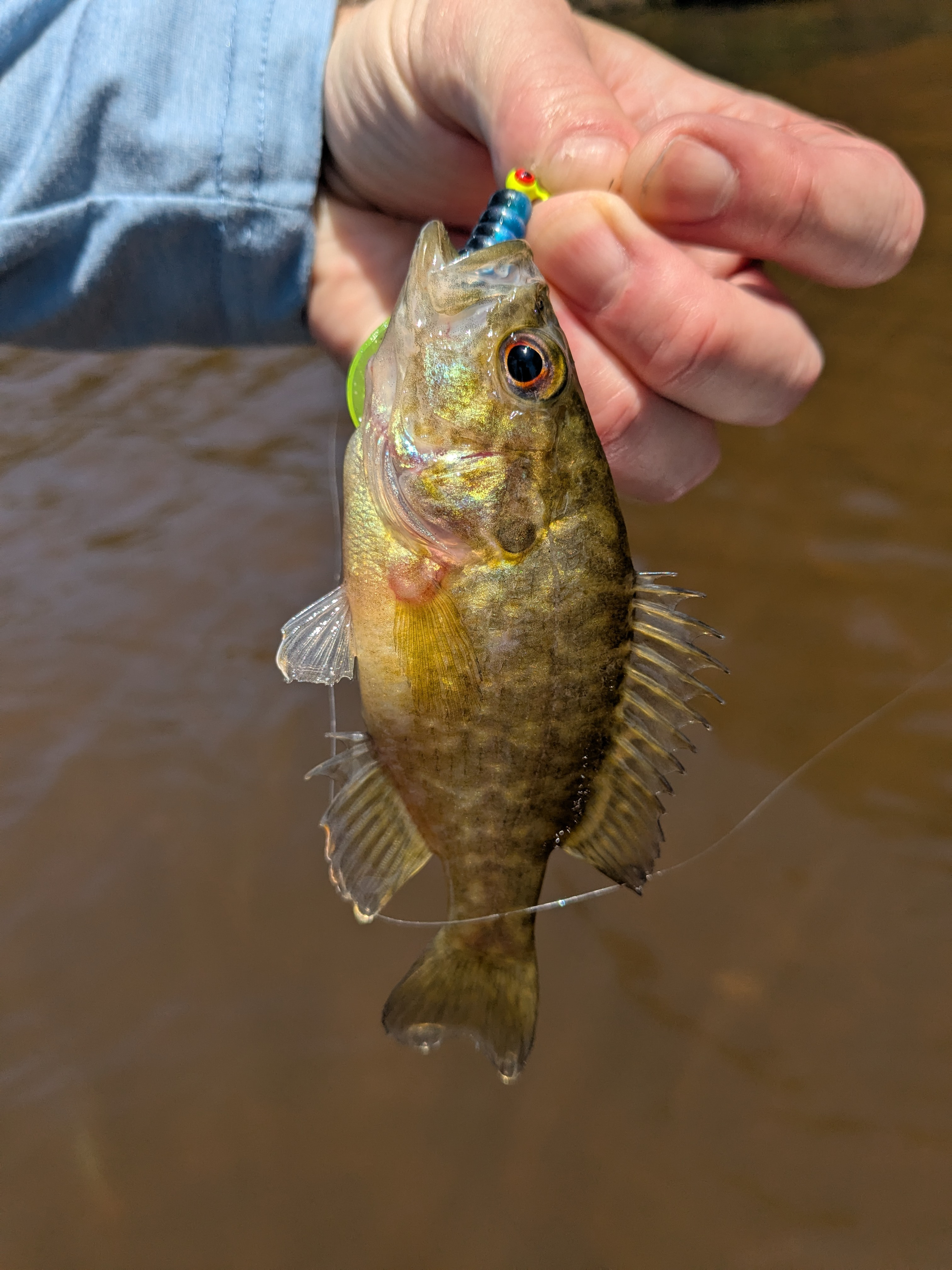 Rock bass in Cary