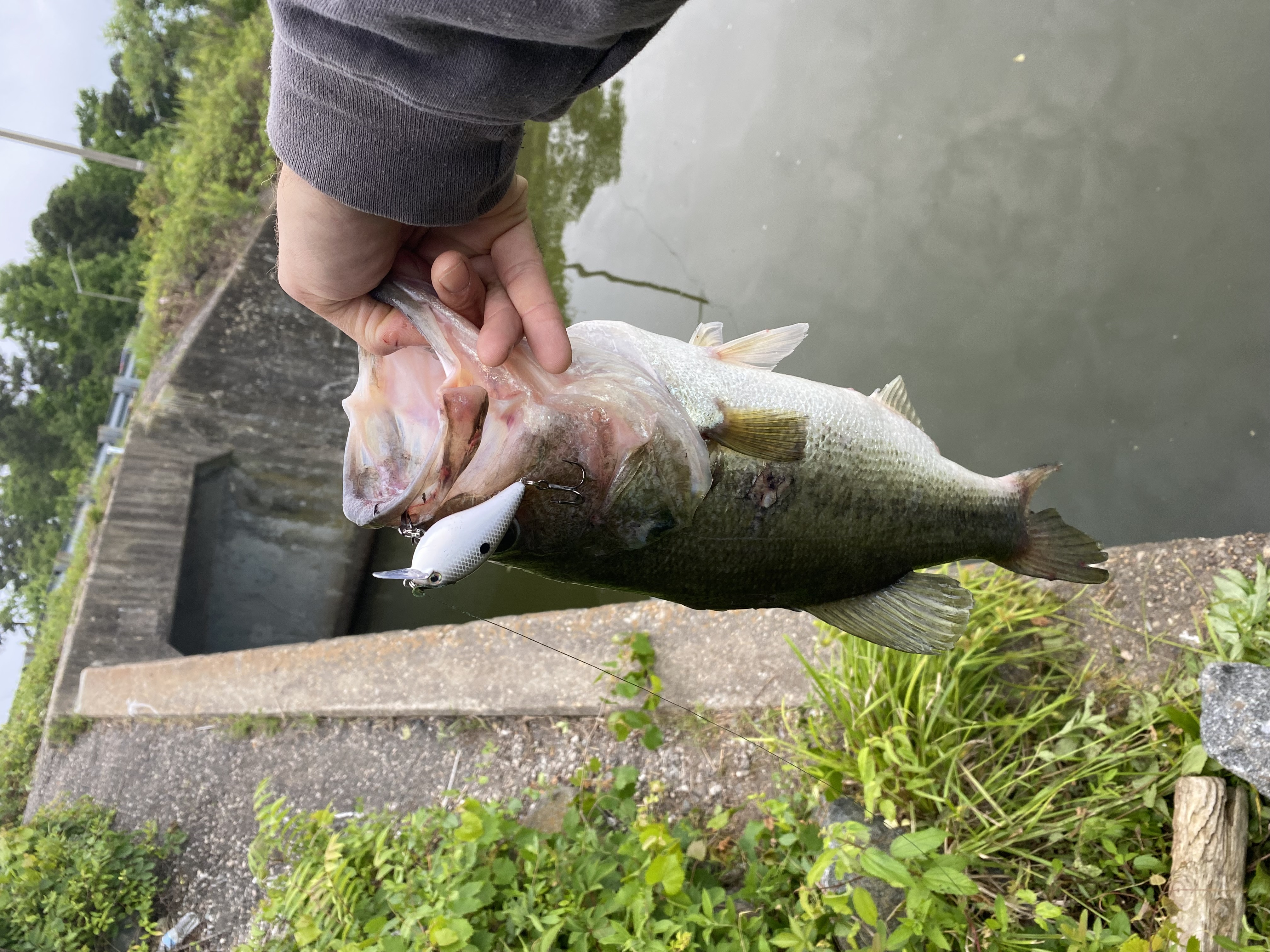 Largemouth bass in United States