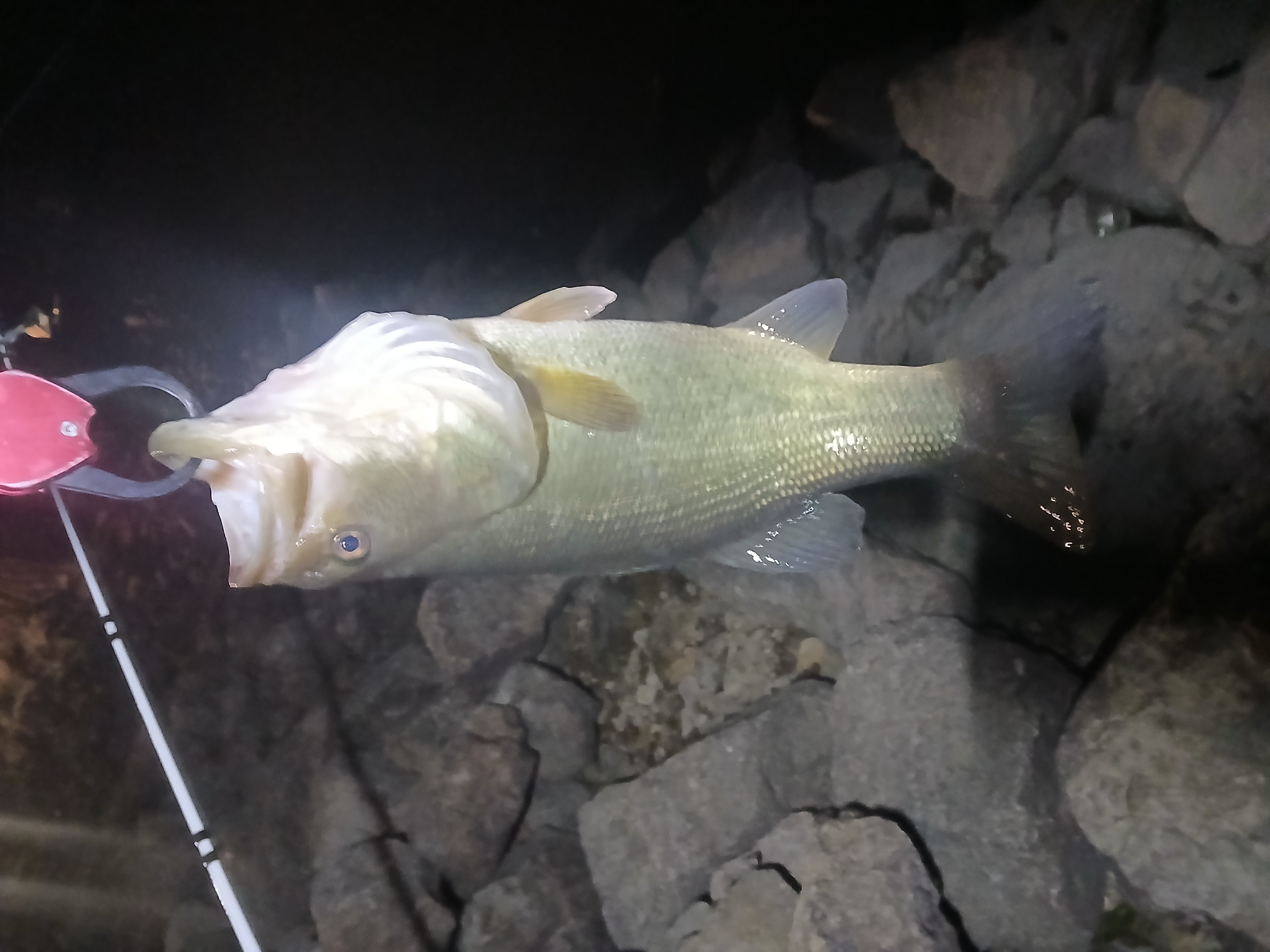 Largemouth bass in Wisconsin