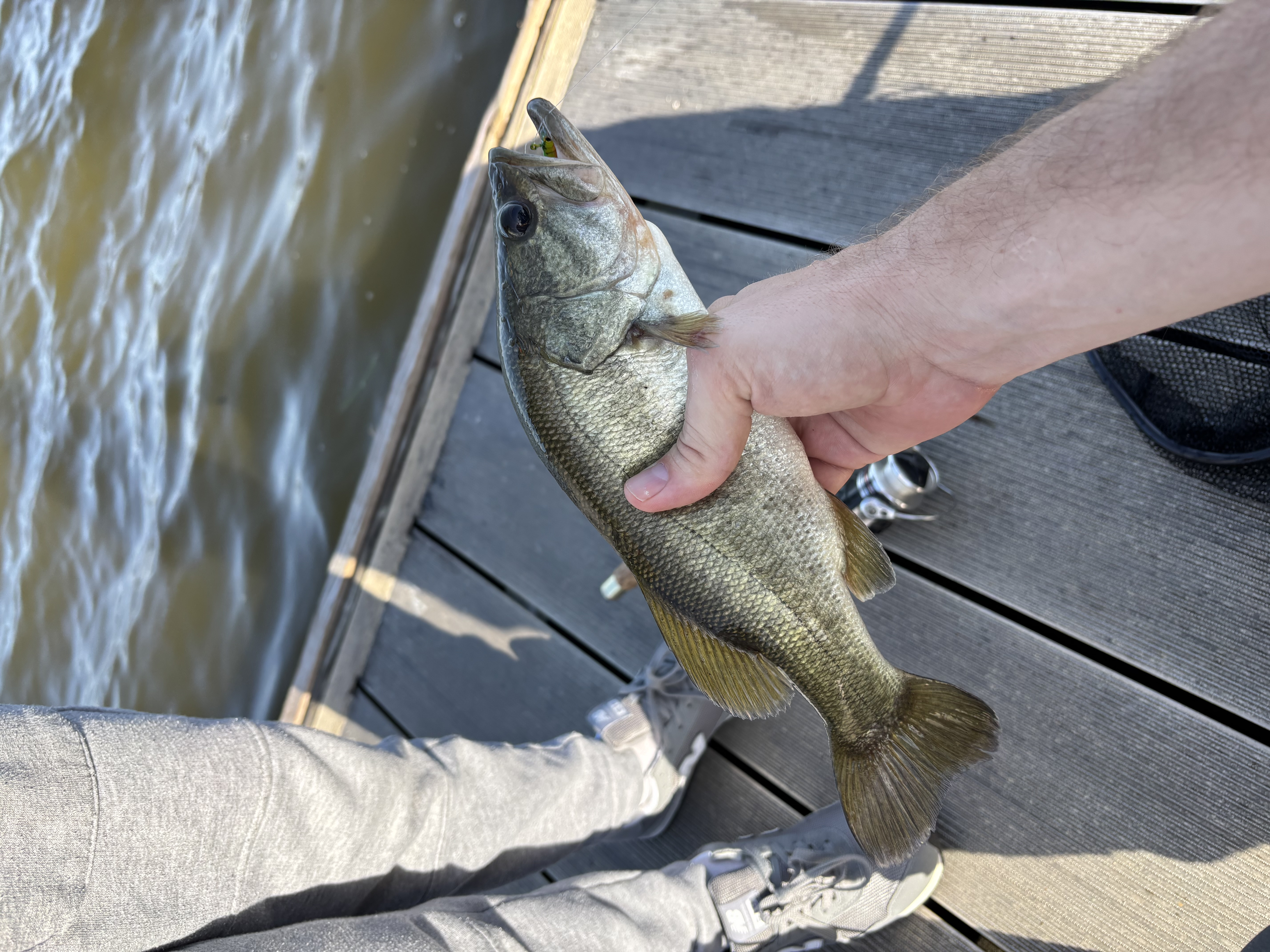 Largemouth bass in Center Hill