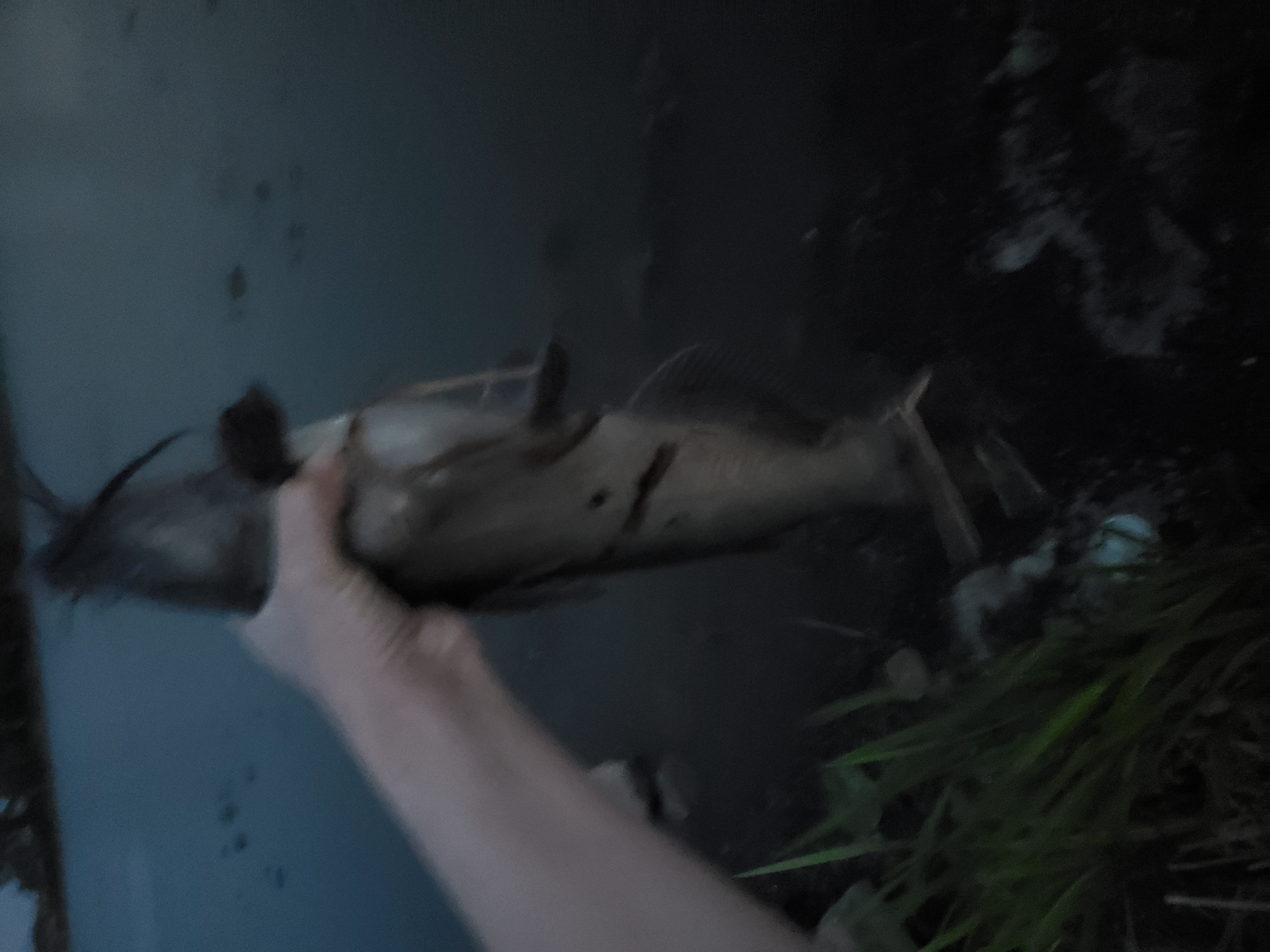 Channel catfish in Flat Rock