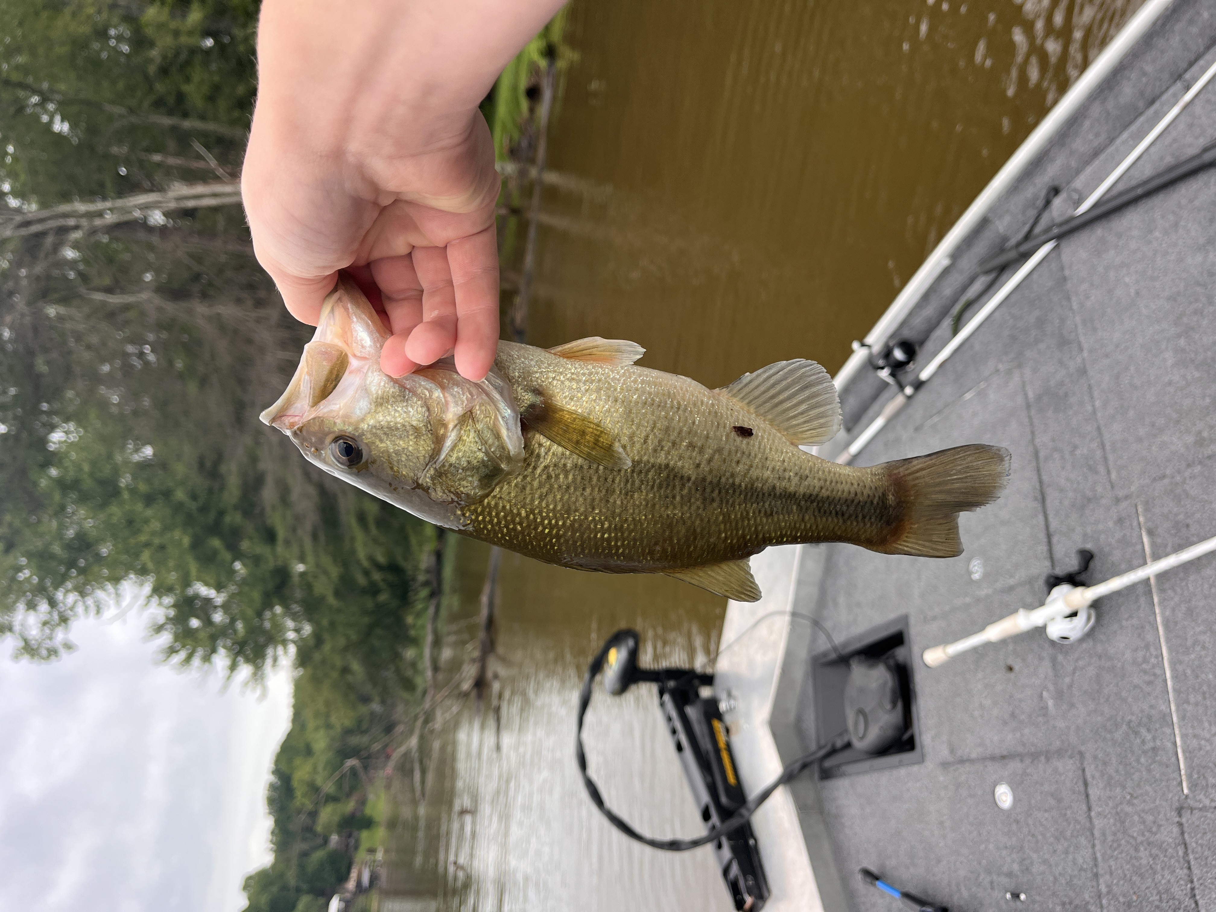 Largemouth bass in Alabama