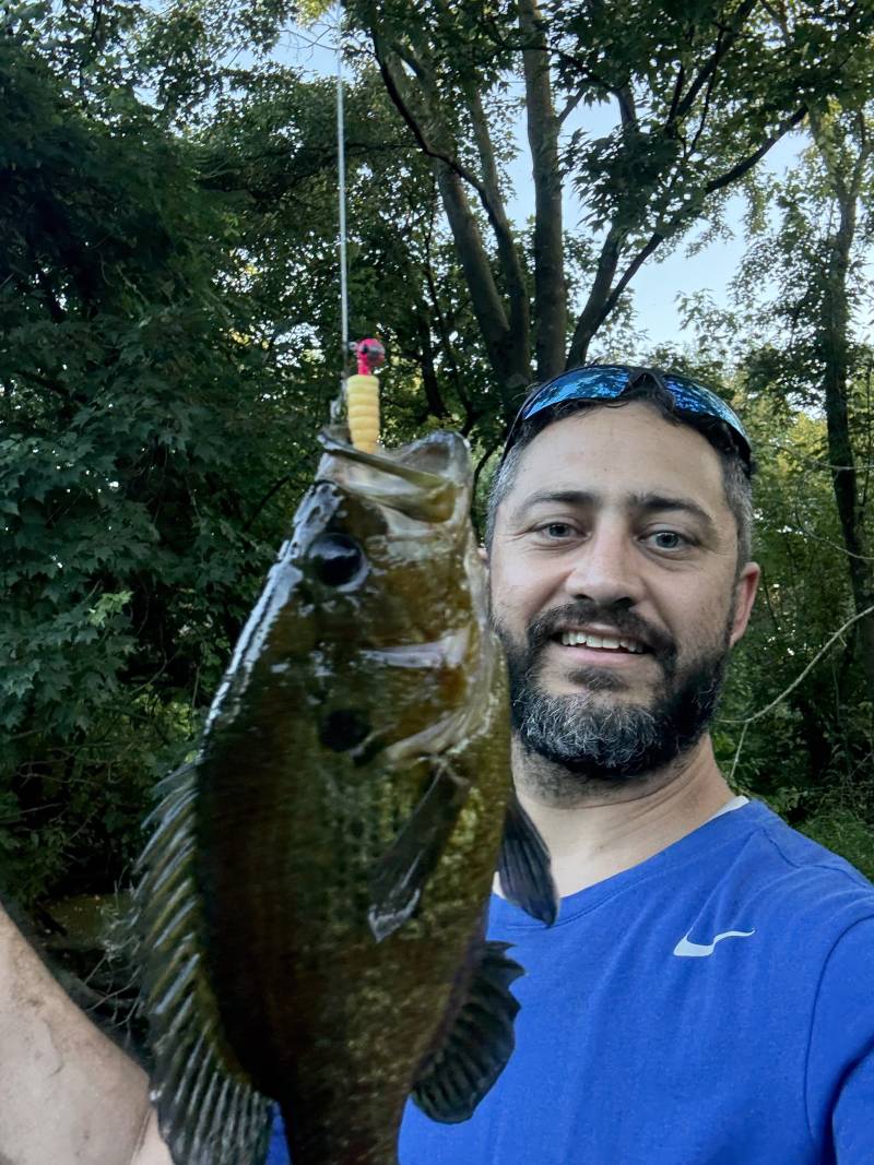 Bluegill in United States