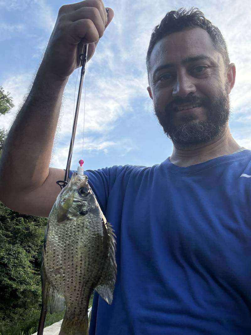 Black crappie in United States