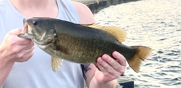 Smallmouth bass in Gary