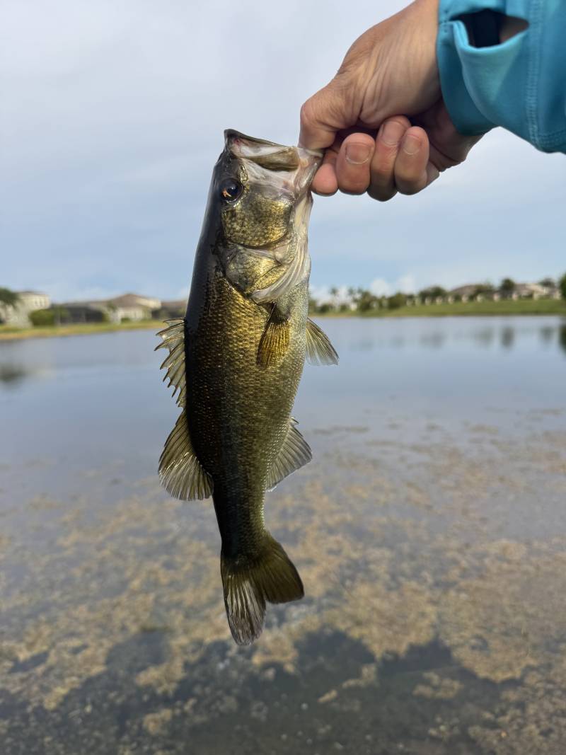 Largemouth bass in Dunedin
