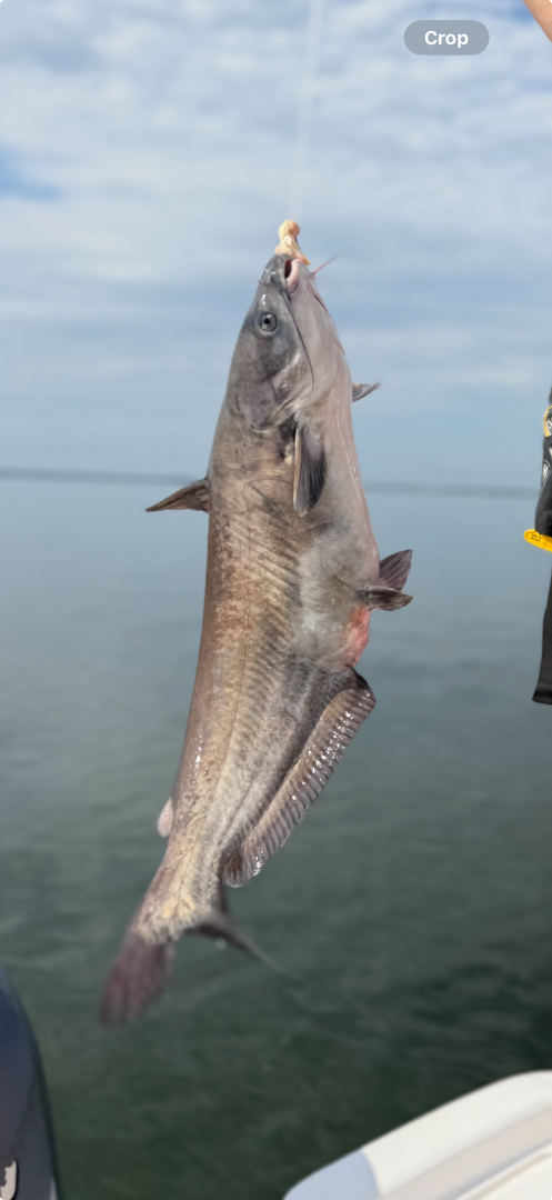 Blue catfish in Bonneau