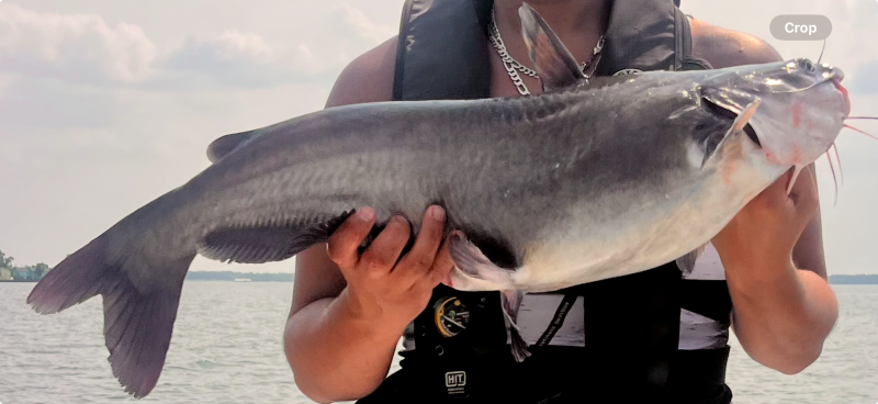 Blue catfish in Bonneau