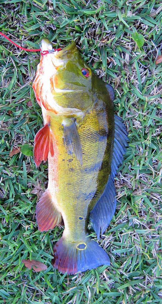 Speckled peacock bass in Florida