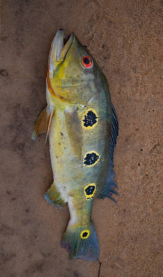 Butterfly peacock bass in Florida