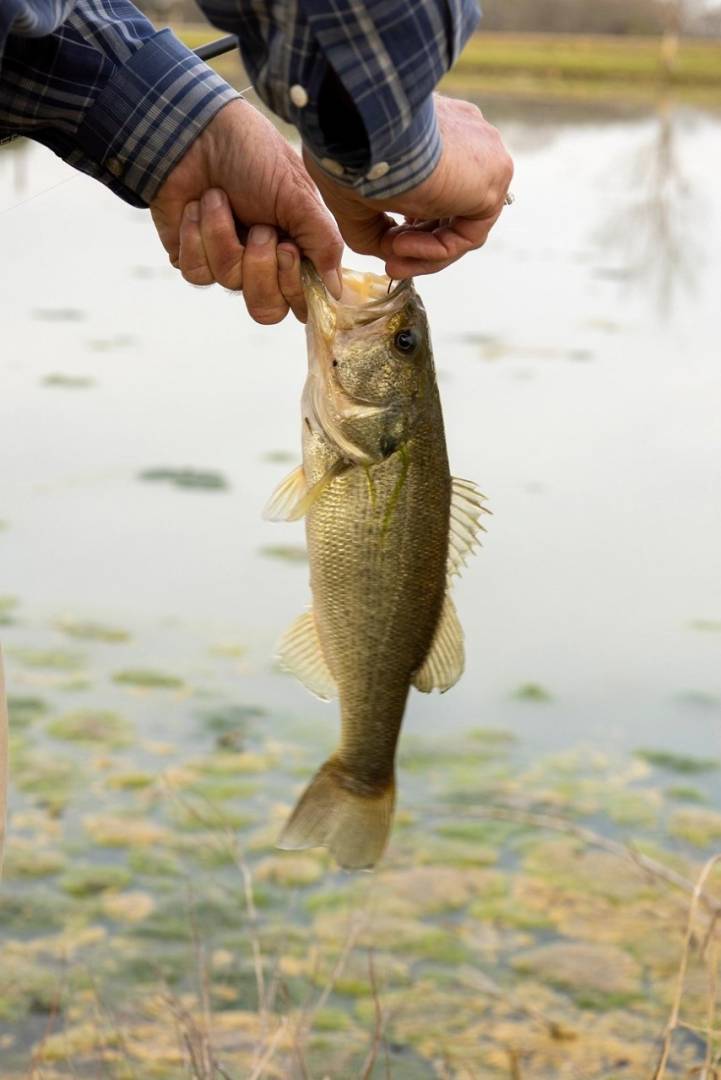 Largemouth bass in United States