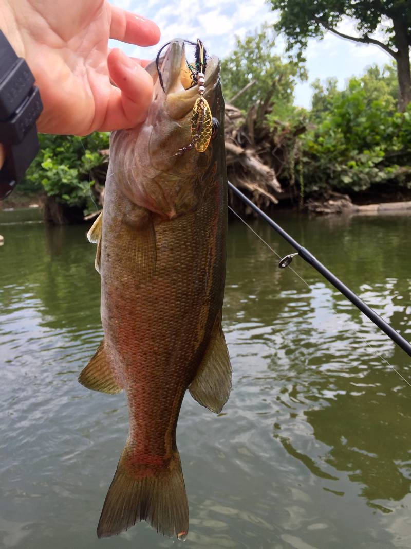 Smallmouth bass in Alexandria