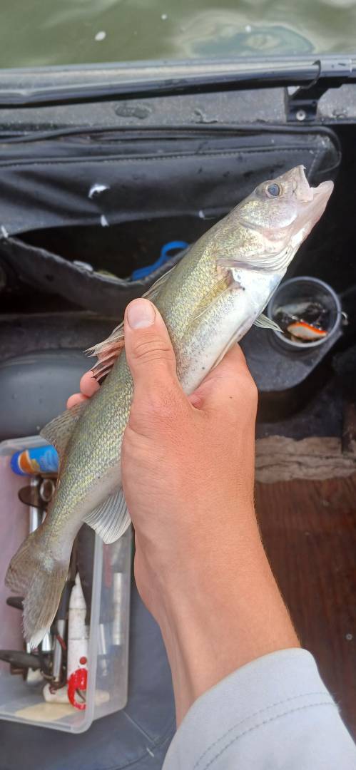 Walleye in Minnesota