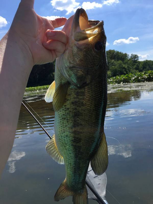Largemouth bass in Virginia