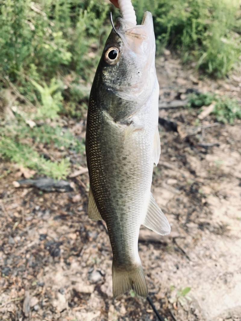 Largemouth bass in Kentucky