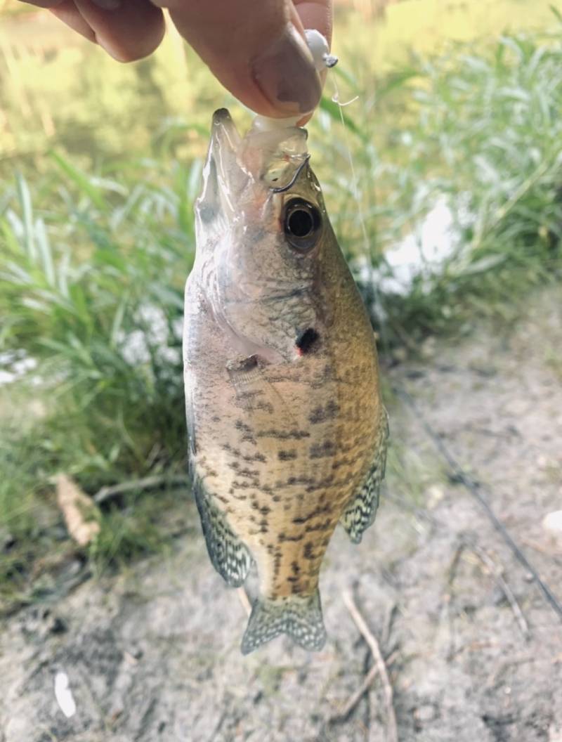Black crappie in Kentucky