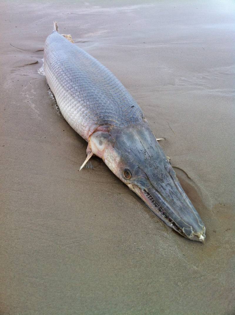Alligator gar in Texas