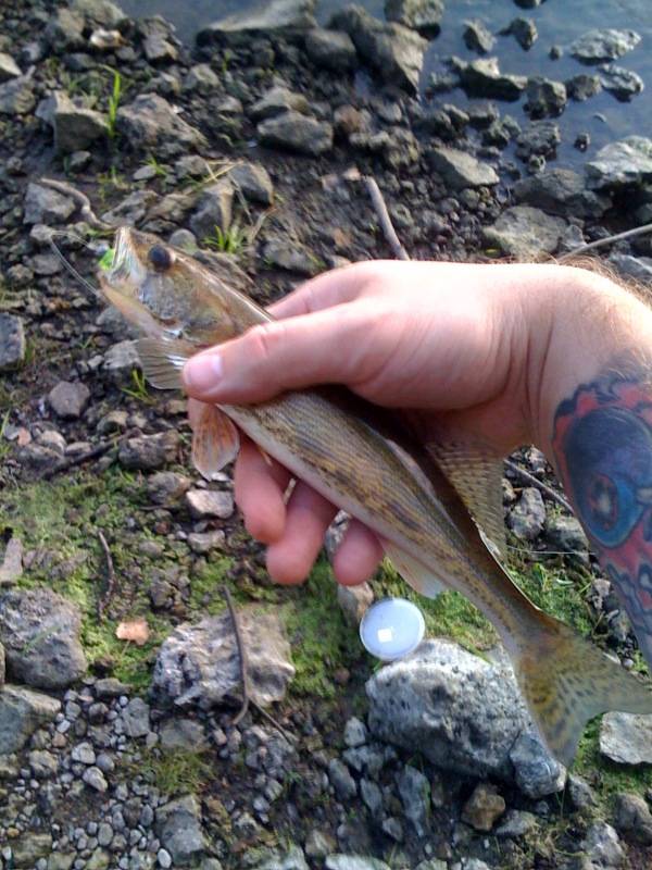 Walleye in Wisconsin