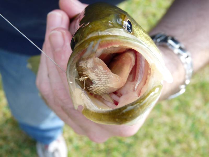 Largemouth bass in Waller