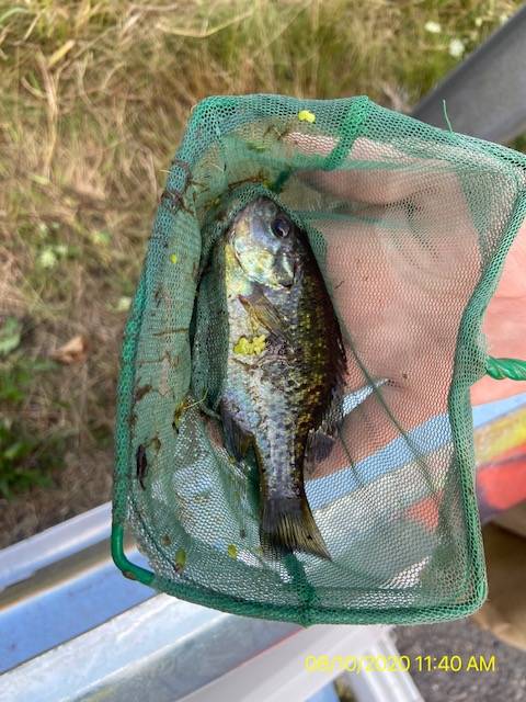 Green sunfish in Everson