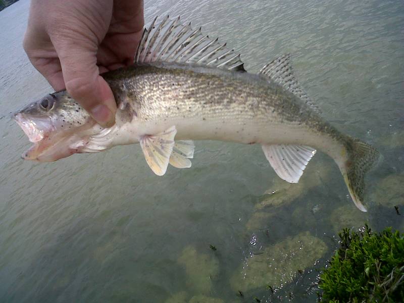 Walleye in Bellefontaine