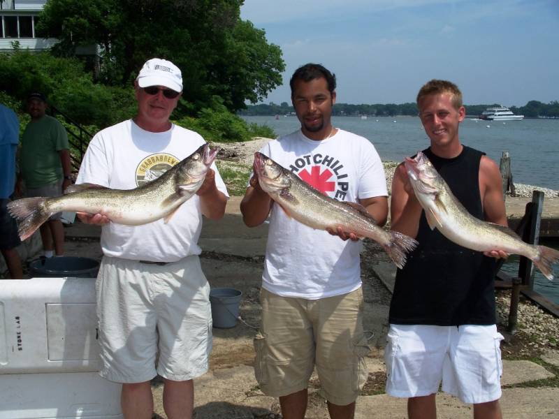Walleye in Lake Erie