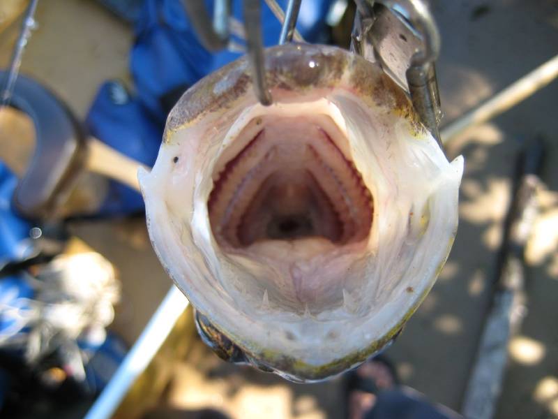 Walleye in Minnesota