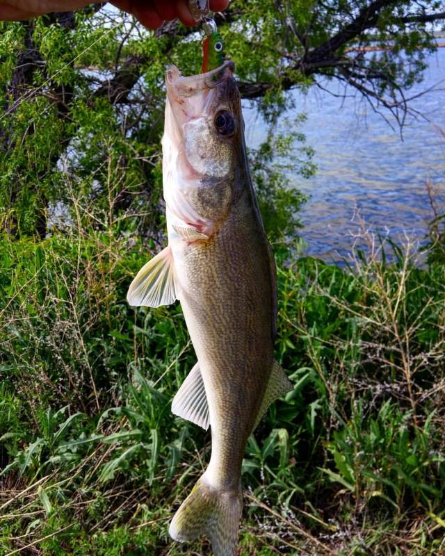 Walleye in Colorado