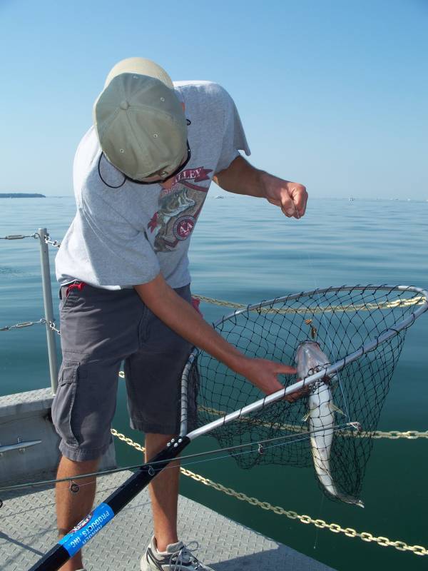 Walleye in Lake Erie