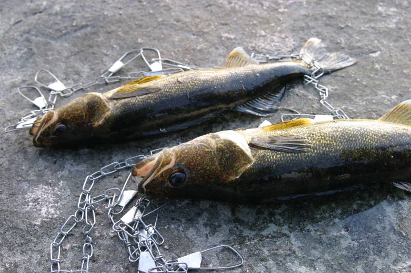 Walleye in Minnesota