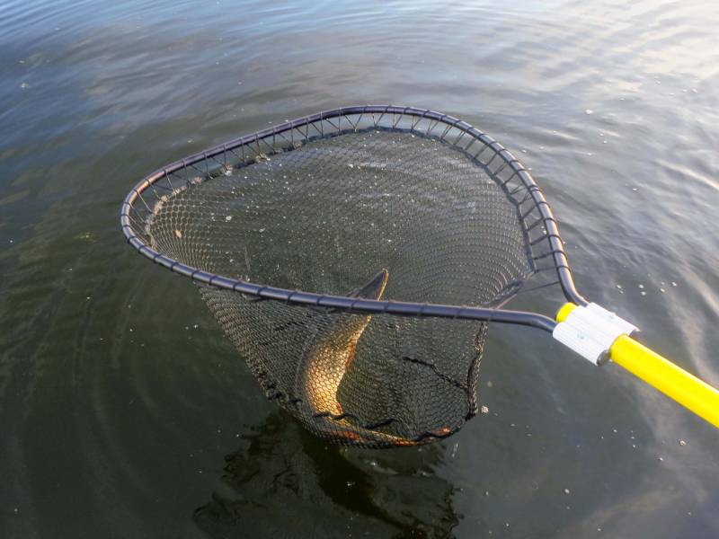 Northern pike in Alaska