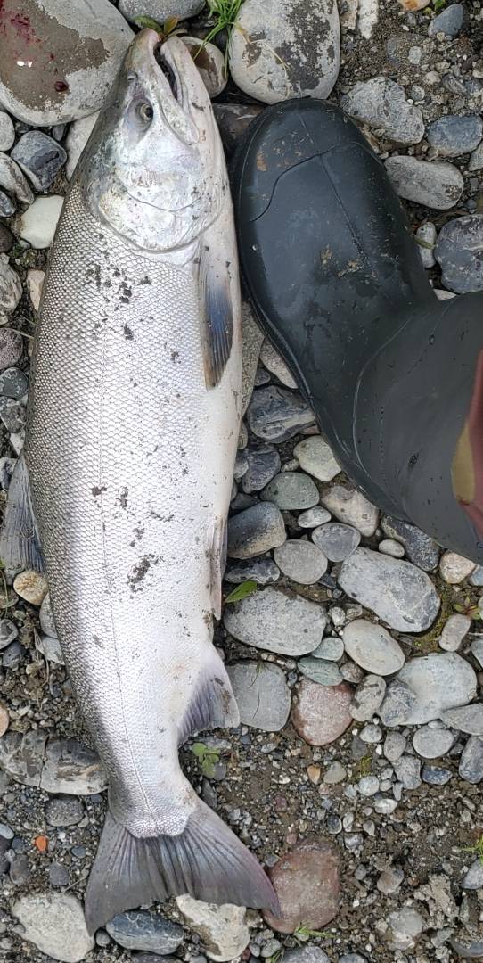 Coho salmon in Washington