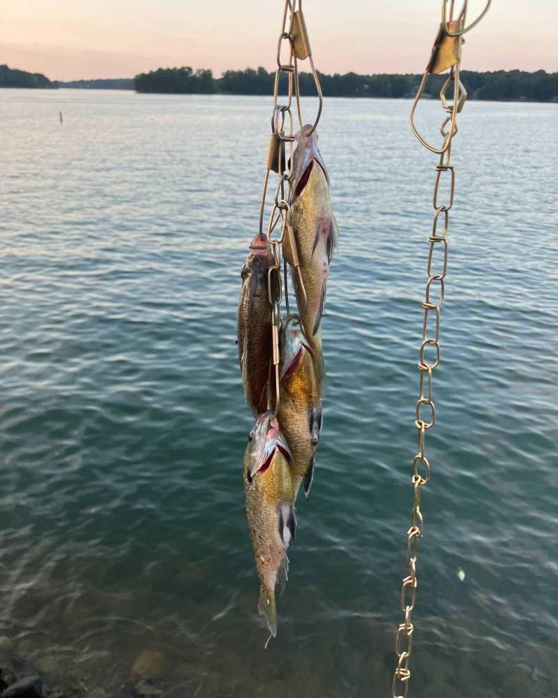 Bluegill in Forest City