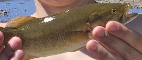 Smallmouth bass in United States